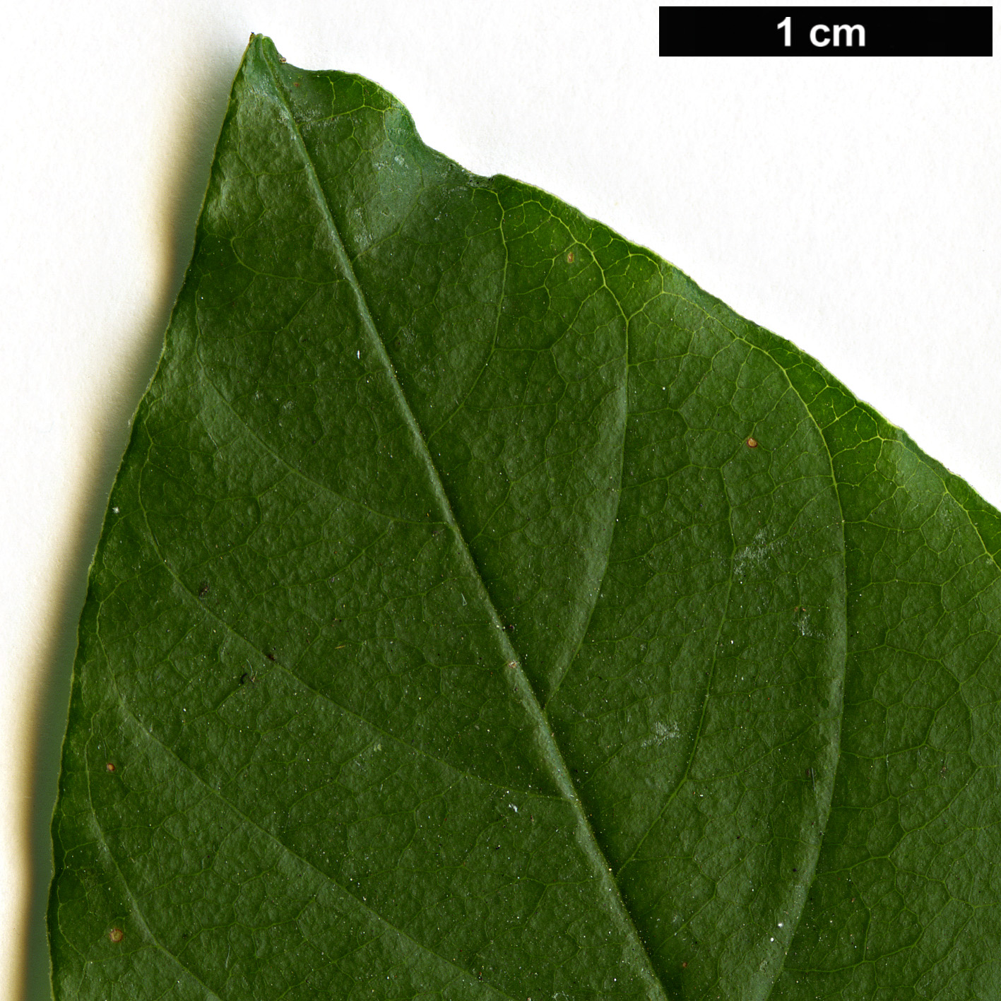 High resolution image: Family: Rhamnaceae - Genus: Frangula - Taxon: alnus